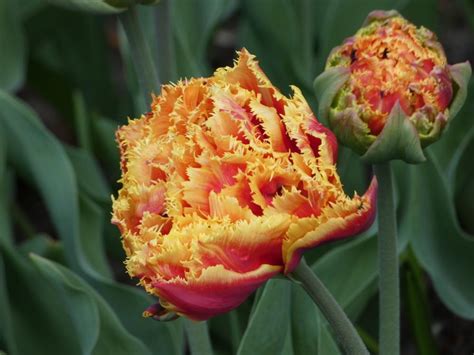 Tulipa 'Gold Dust' (Fringed Tulip)